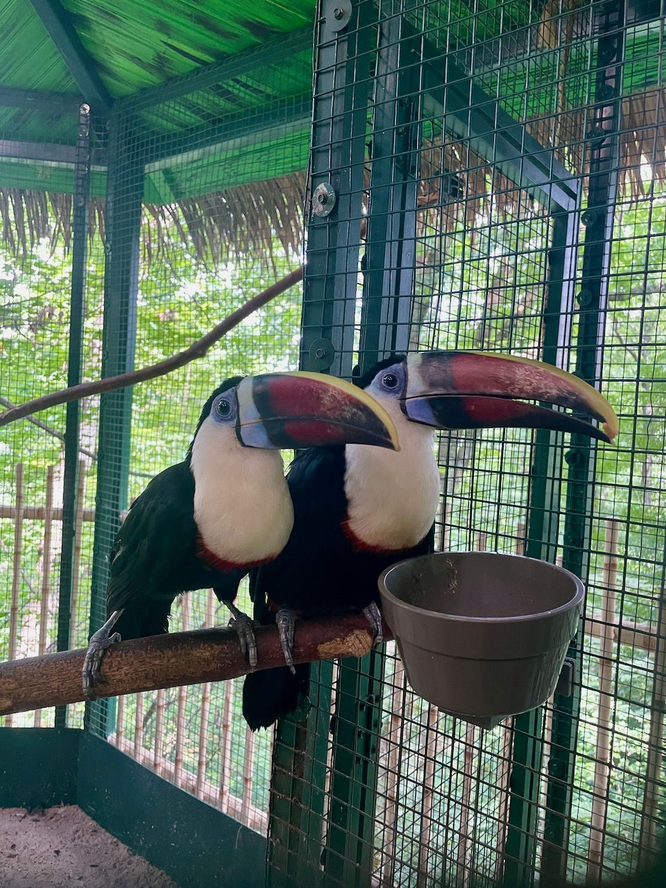 2 toucans eating