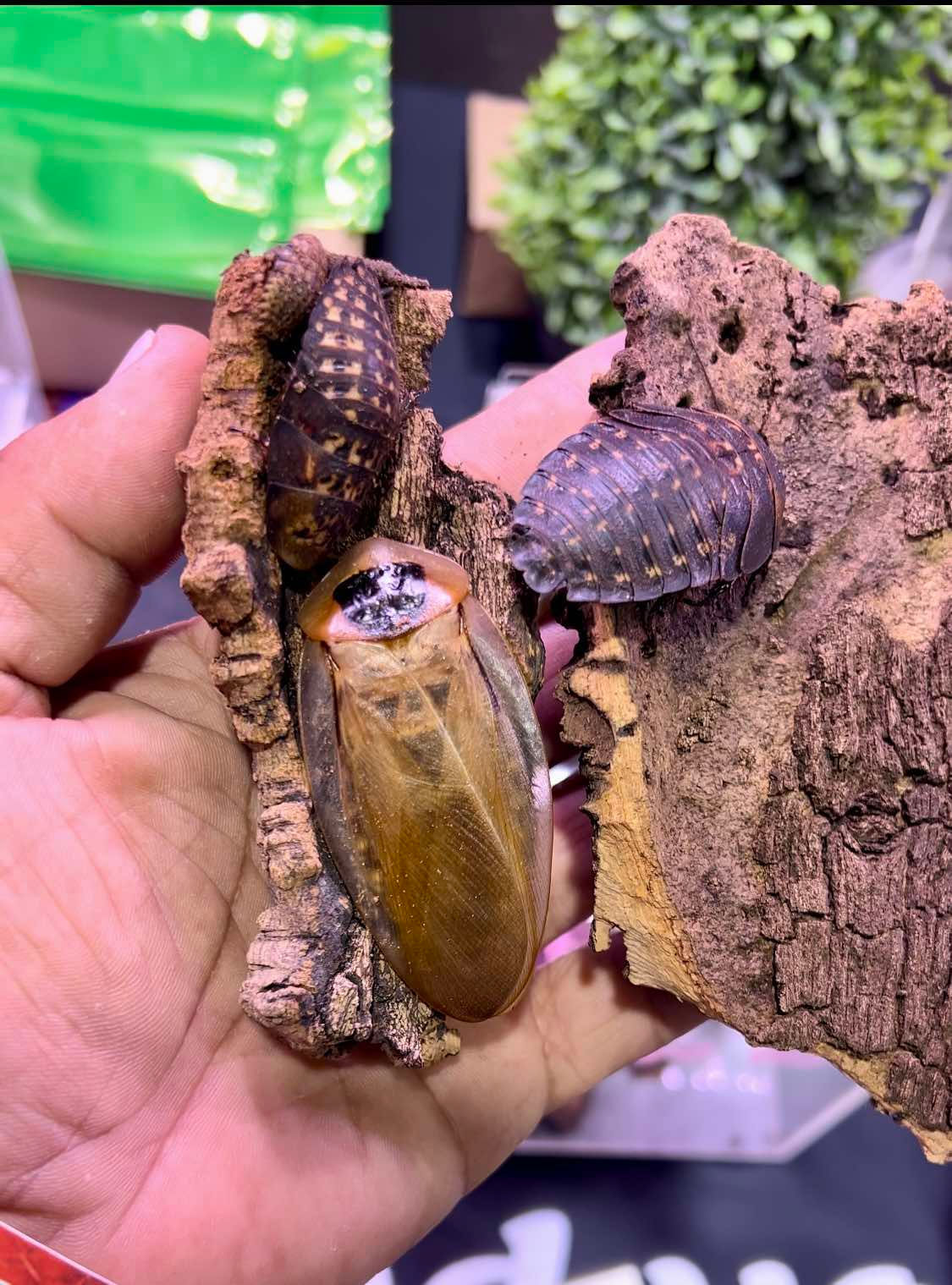 Panama Colosseus Giant Cave Roach (Blaberus Colosseus)