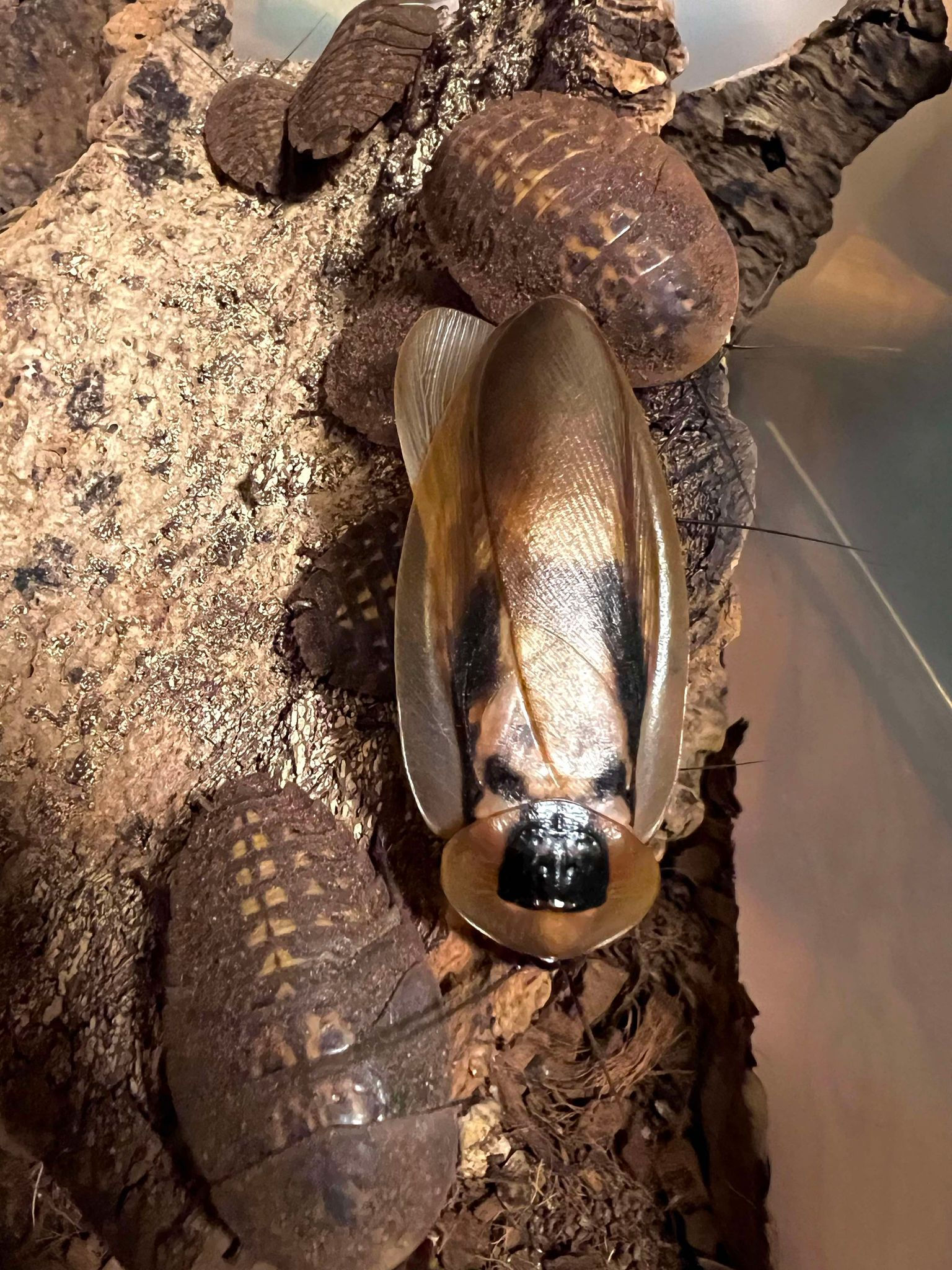 Honduran Giant Cave Roach (Blaberus sp.)