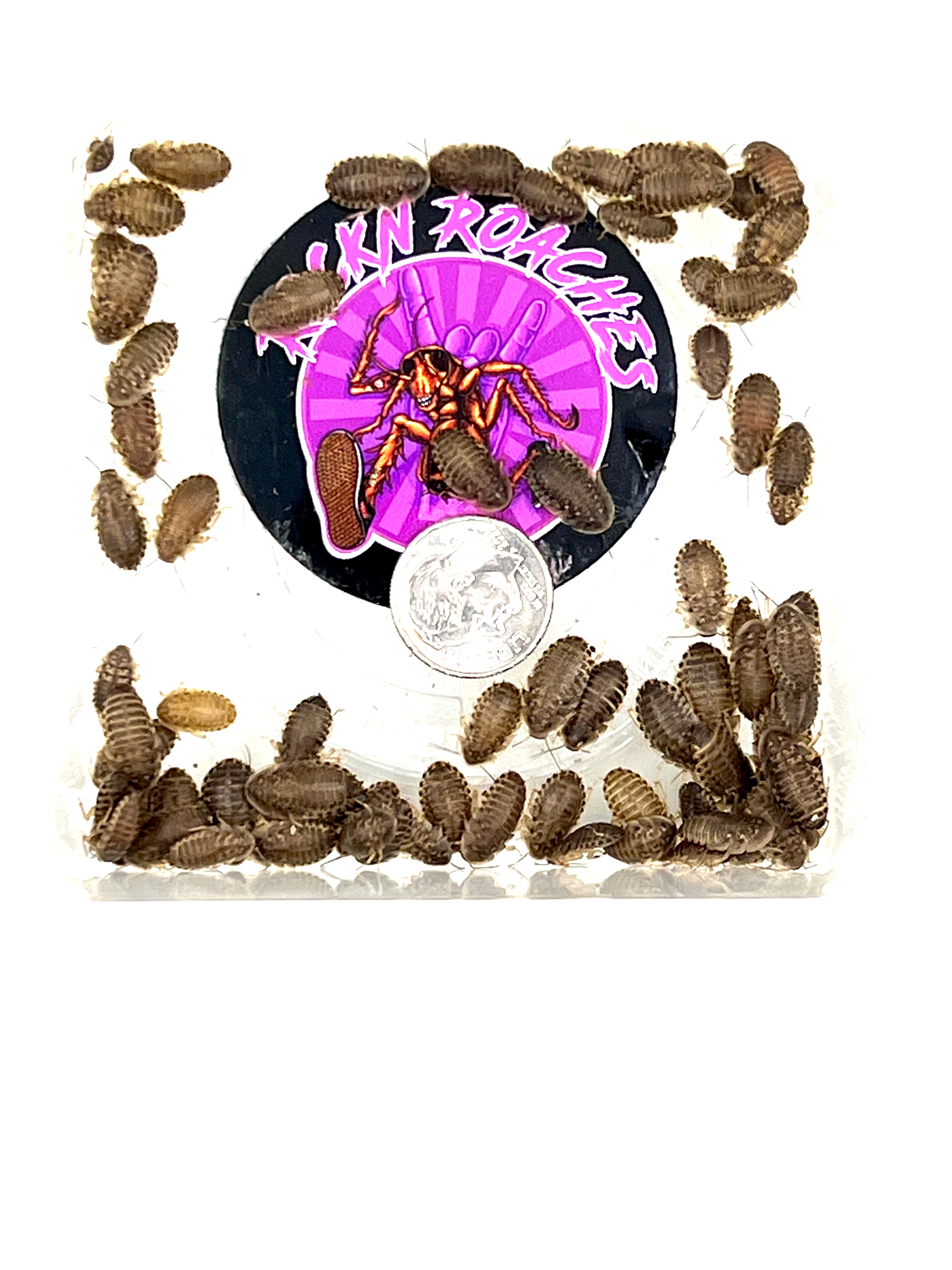 X Small Dubia (1/4-3/8)