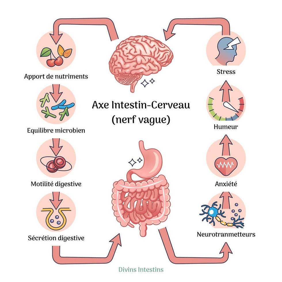 colon-irritable-signification-psychologique-Axe-intestin-cerveau-nerf-vague-systeme-nerveux-autonome-lien-emotion-stress-anxiete-microbiote