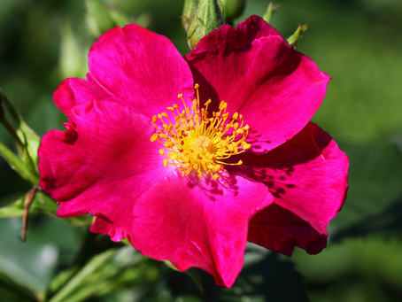 Le Rose Selvatiche
