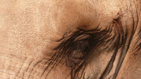 African Safari Animal Art: Realistic Sketching