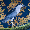 Black crowned Night Heron.jpg