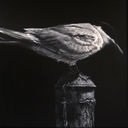 Least Tern, acrylic on canvas