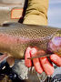 Rainbow Trout