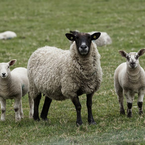 From Wool to Wonder: Why Lanolin is a Skincare Essential