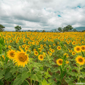 Masinagudi (02-Weekend Getaways from Bangalore)