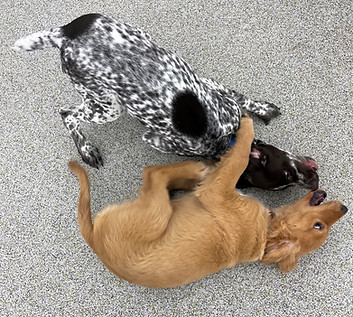 Teen Pups_edited.jpeg