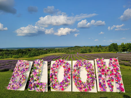 Lavender Field Experience in Creemore, Ontario