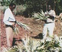 Pineapple Case study.jpg