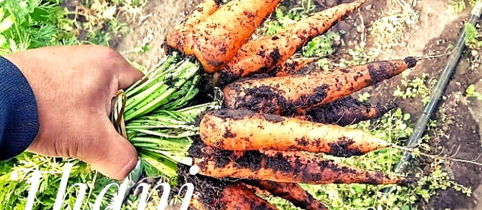 Somos parte de la nueva vida orgánica 