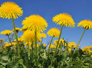 Cormorant Day Camp in the City