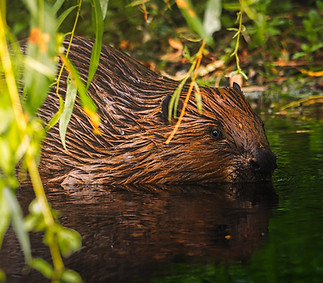 Beaver Reflection matt_edited.jpg