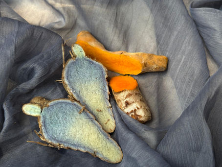 Featuring edible and wild turmeric