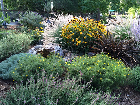 Drought tolerant in El Dorado Hills