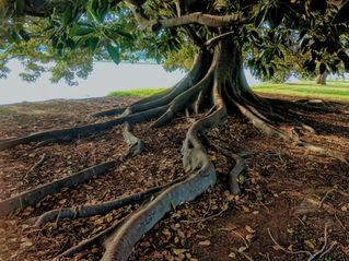 Righteous Justice: A Prayer for What is Right, Rooted, and True