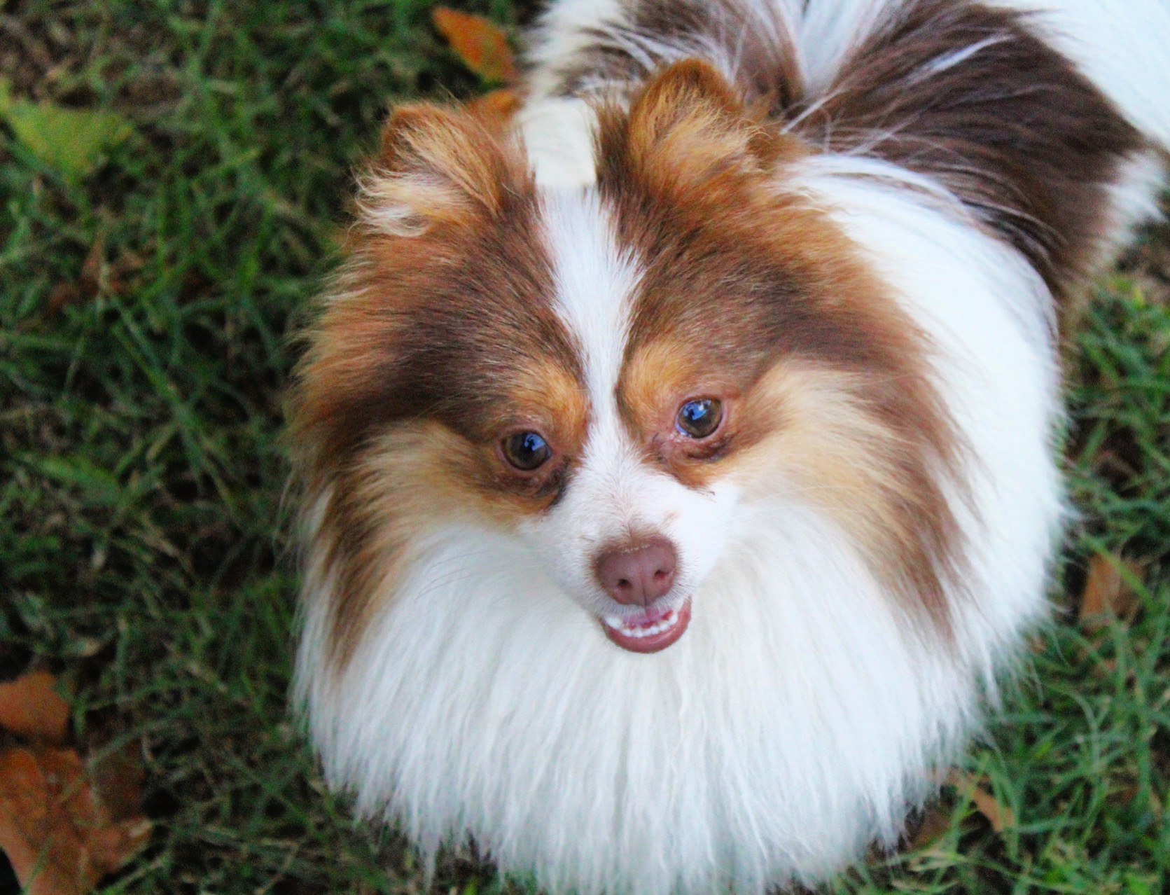 Benji