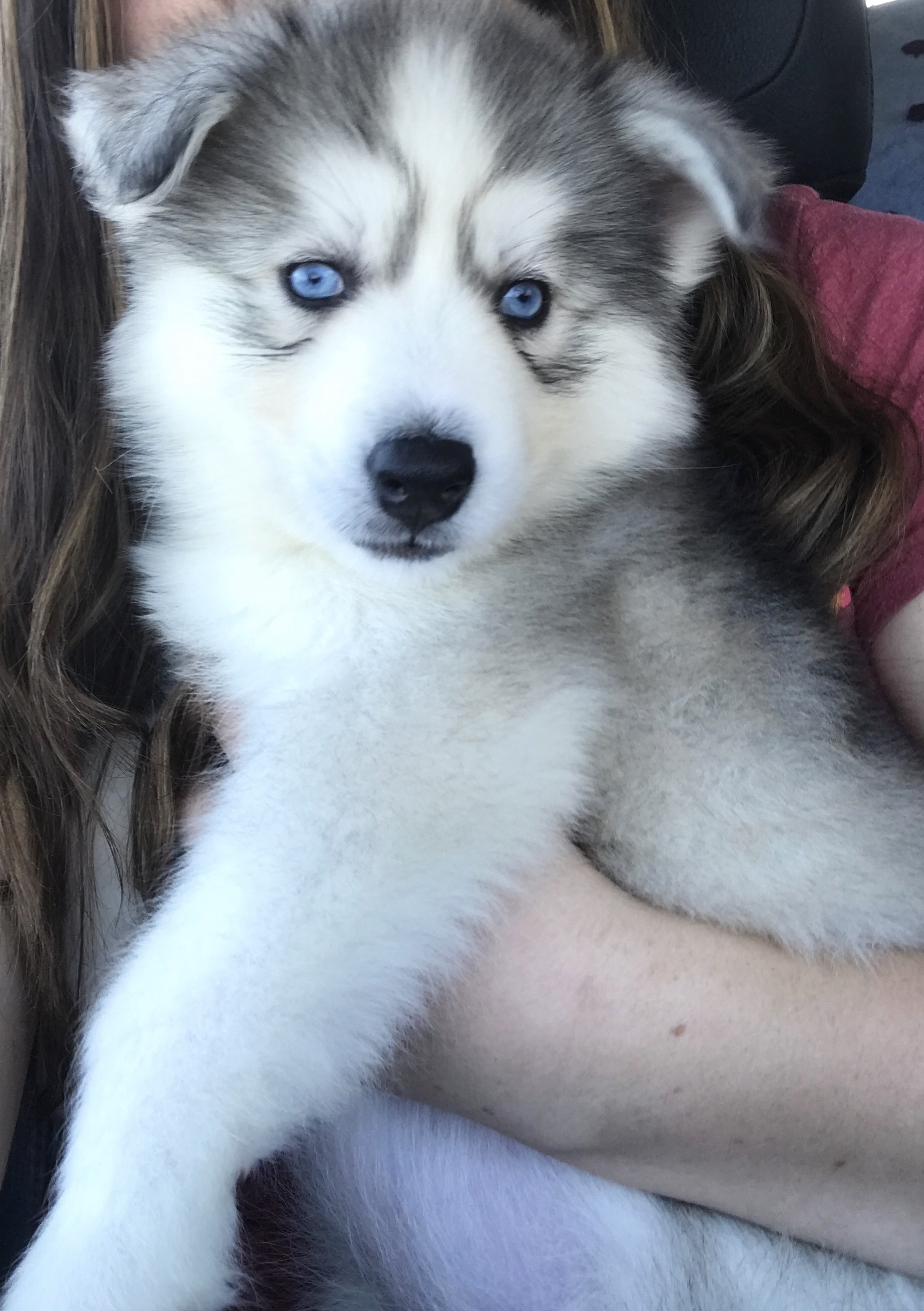Nova