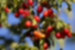 A close-up reveals a branch adorned with vibrant red and orange berries, surrounded by lush green leaves against a blue sky background, reminiscent of nature's artistry and perhaps hinting at the colorful allure of berberine in promoting metabolic health.