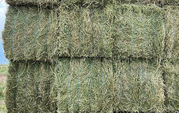 Large bales of alfalfa hay.