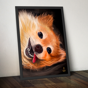 Alex - Spitz Alemão