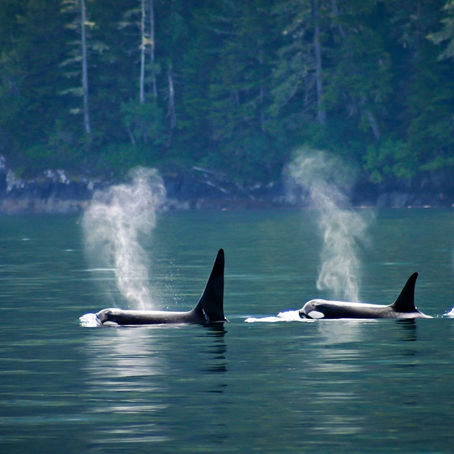 Do Microplastics Accumulate in Killer Whales?  