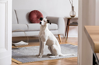 AdobeStock_259919247_edited.jpg