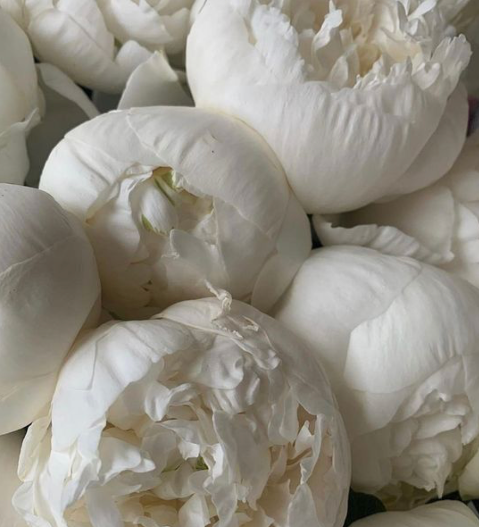 Moods 2026, Cloud Dancer