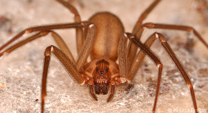 Araña Violinista