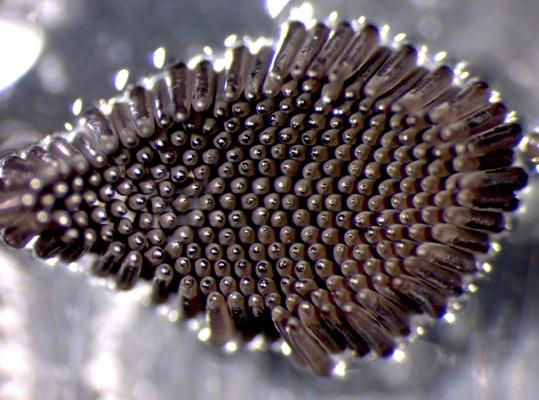 Huevo Mosquito Aedes