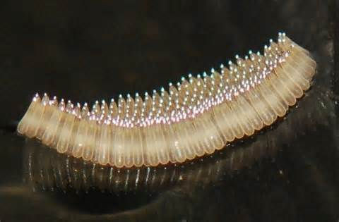 Huevo Mosquito Culex