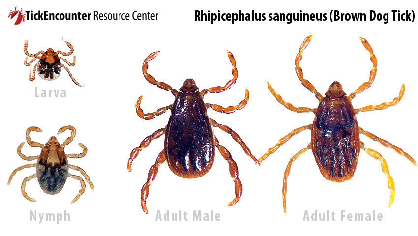 Rhipicephalus