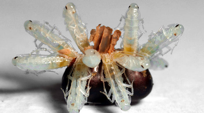 Eclosión de cucaracha Americana 2