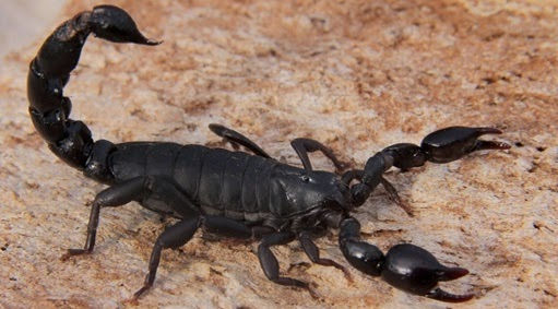 Escorpion