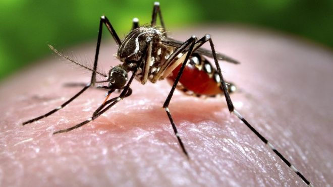 Aedes