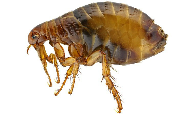 Pulga
