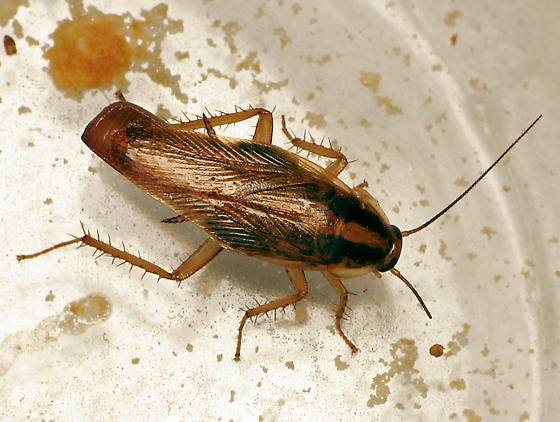 Cucaracha Alemana