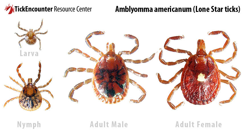 Amblyomma