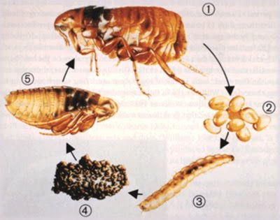 Ciclo Biologico de la Pulga