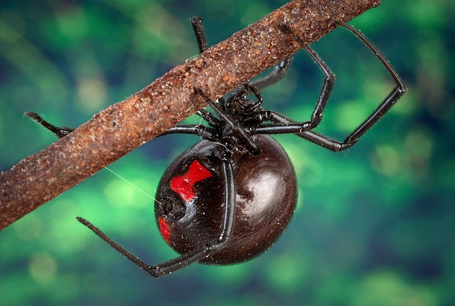 Viuda Negra