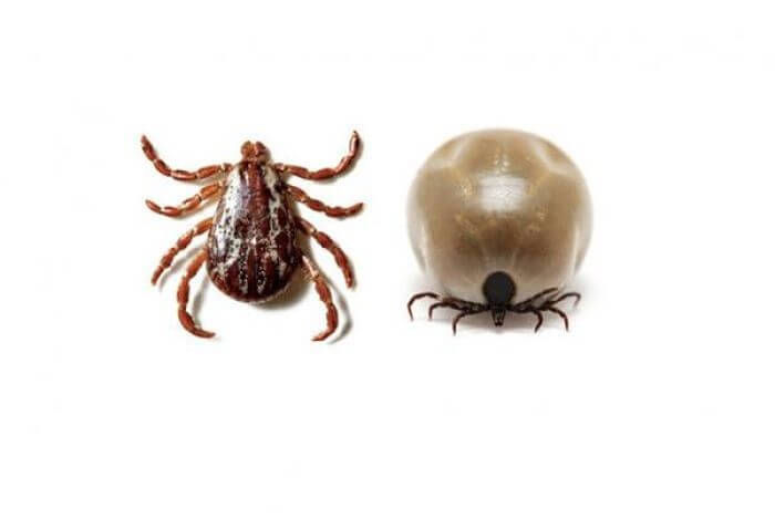 Garrapatas