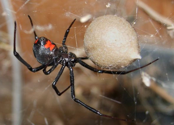 Viuda Negra con Huevecillos