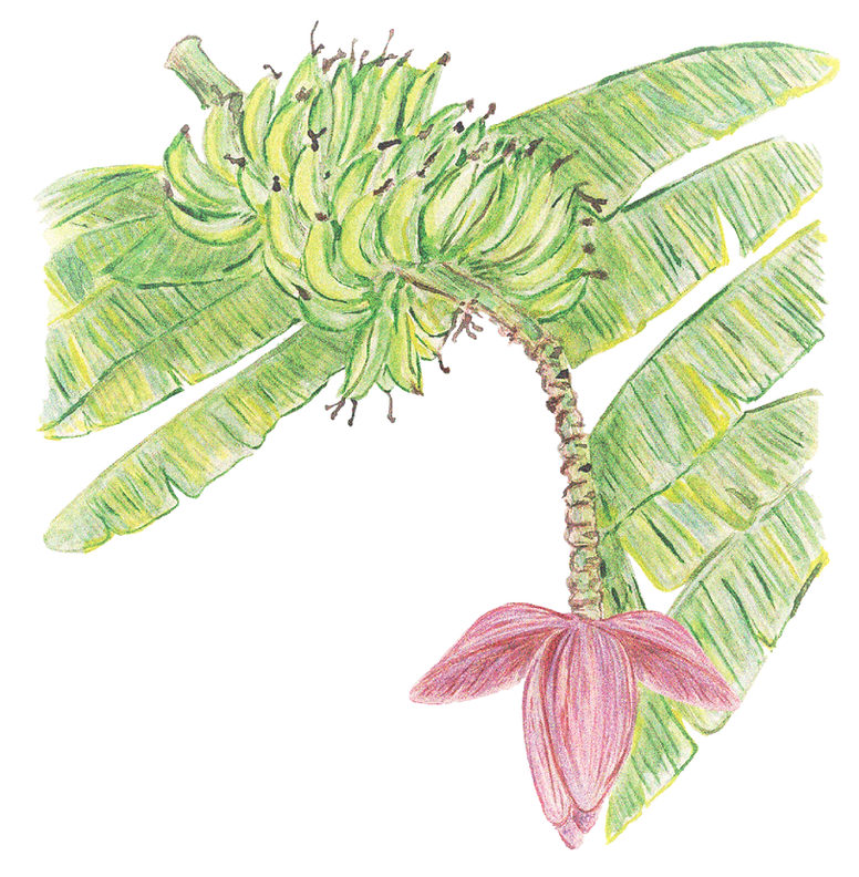 bananeira3_edited.png