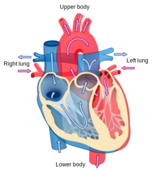 heart.png