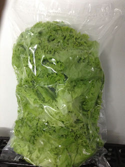 Lechuga Crespa Verde Procesada