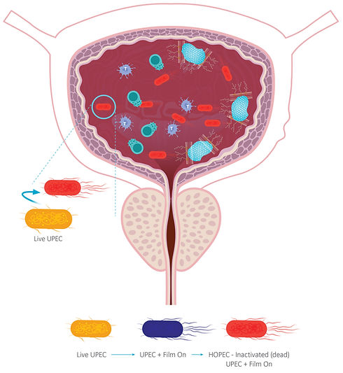 Mechanism of Action.jpg