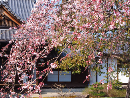 上品蓮台寺と平野神社の桜がもうちょこっと咲き始めてます〜2020/3/18