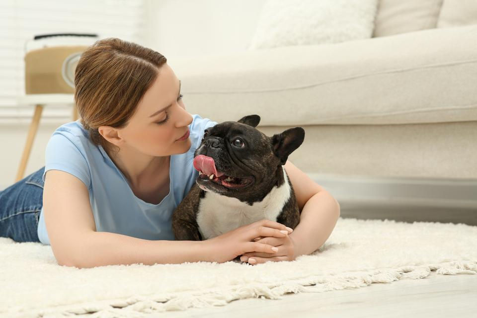 French Bulldog cuddling owner sofa


