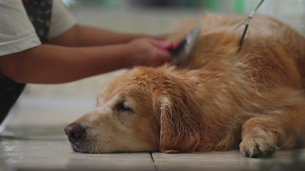 Golden Retriever coat close-up